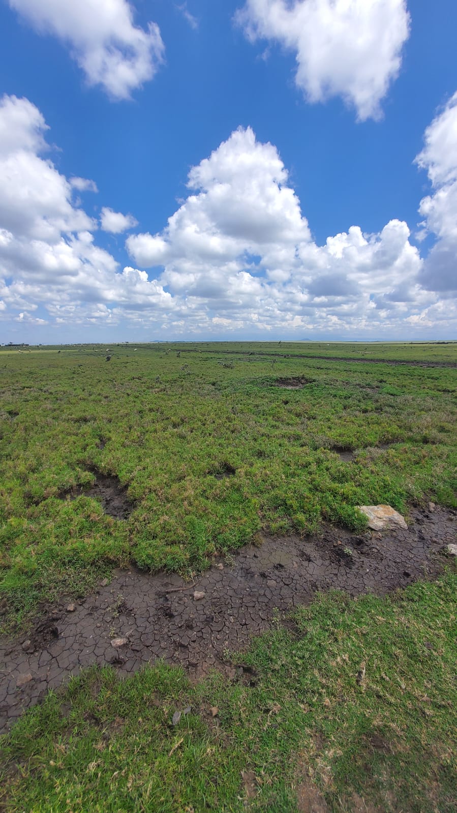 Prime 7 Acre Plots in Segera Nanyuki for Development