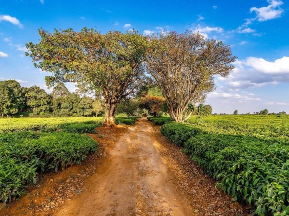 Isanji Village: 20 Acre Plot of Land for Sale at Tigoni